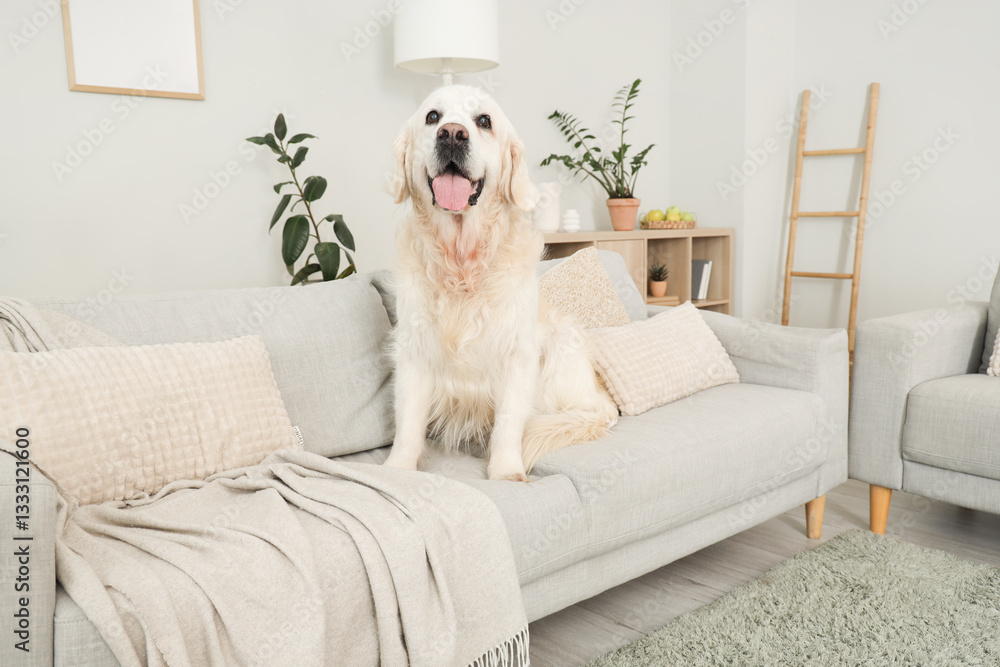 Adorable Labrador dog sitting on sofa at home Adorable Labrador dog sitting on sofa at home