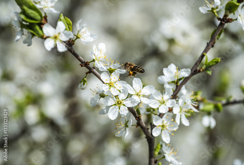A bee collects nectar from blackthorn flowers. Blackthorn (or Prunus spinosa) blossoms in spring