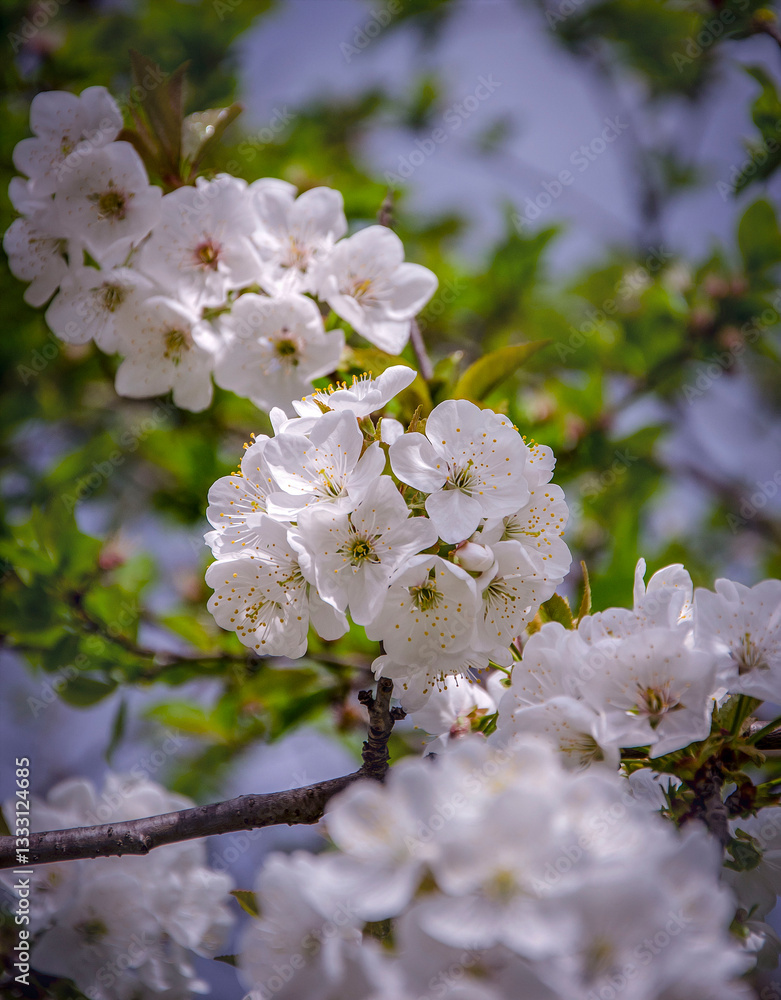 Fototapeta premium Spring cherry blossom in the garden.