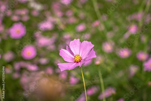 Campo de flores silvestres