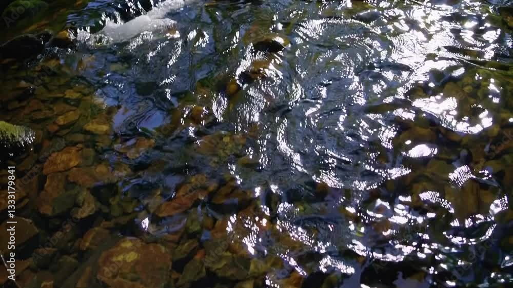 Emerald cascades ferns wildflowers forest stream lush calm pure water Emerald cascades ferns wildflowers forest stream lush calm pure water