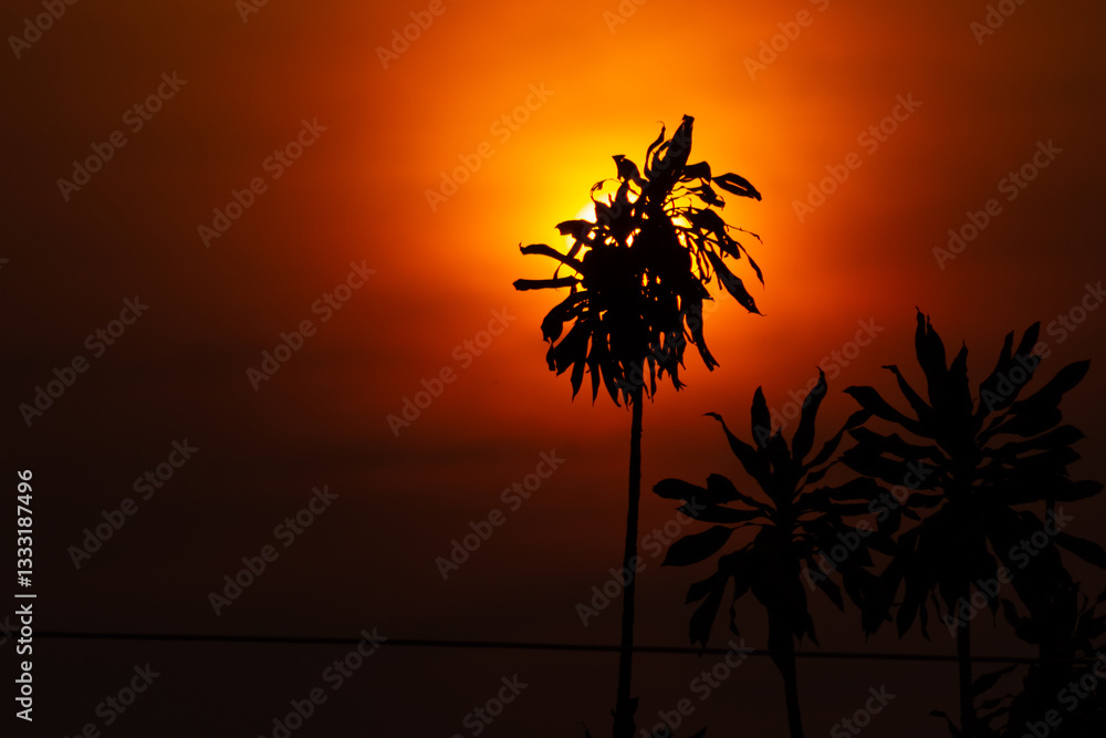 Obraz premium Silhouette of the plant at sunset, Thailand. (Selective focus)