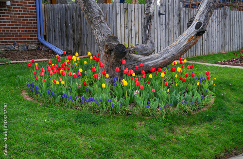 Slika na platnu Colorful Tulips planted around the trunk of a tree brighten a Spring Day in the month of April in Colorado