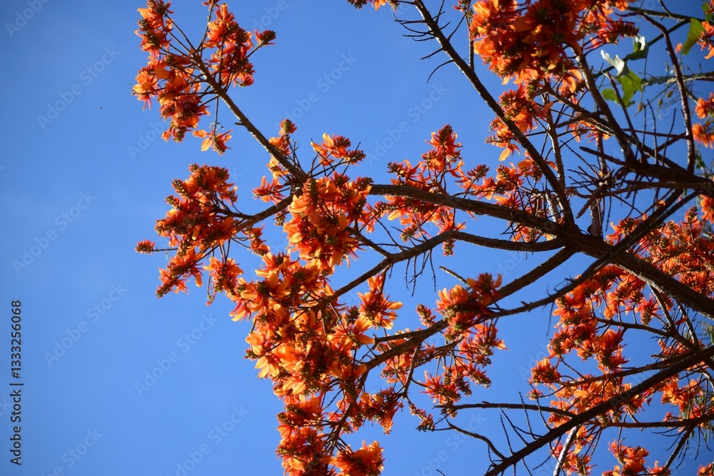 Venezuela es la tierra de la eterna primavera,y Caracas no es la exepcion,entre flores y frutas tenemos gran variedad!
Venezuela es la tierra de la eterna primavera,y Caracas no es la exepcion,entre flores y frutas tenemos gran variedad!