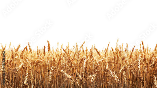 Endless ripe wheat fields panoramic view, cut out. Isolated on a transparent background.