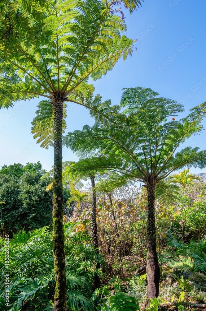 Obraz premium Flying Spider-monkey tree fern, Alsophila spinulosa, is a species of tree fern in the family Cyatheaceae, native to Japan, Southern China and the Ryukyu Islands (Okinawa) in Japan 