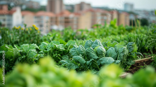 Close-up of leafy planted vegetables in an urban cityscape environment, representing urban gardening