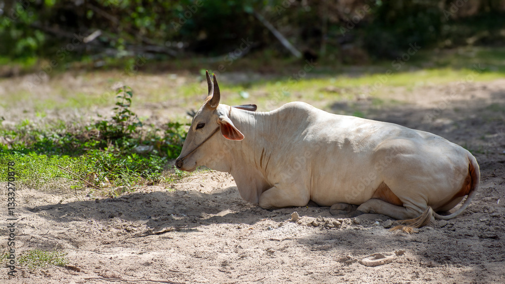Asian cow in the shade of palm trees, beautiful lighting