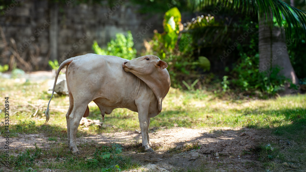 Asian cow in the shade of palm trees, beautiful lighting