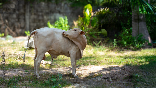 Obraz na płótnie Asian cow in the shade of palm trees, beautiful lighting w salonie