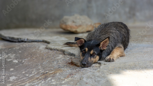 Obraz na płótnie Stray dog lying on a stone surface in shade w salonie