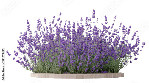 lavender flowers isolated on white background