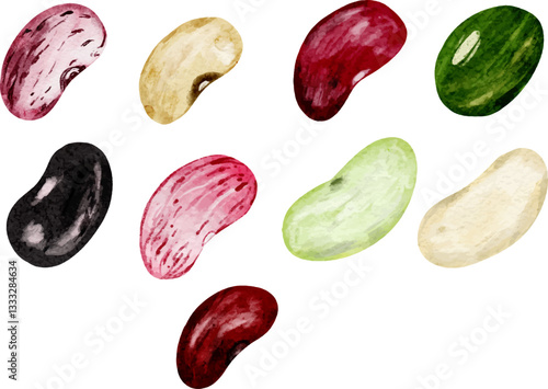 set of watercolor beans illustration. navy beans. vegetarian food. healthy food.