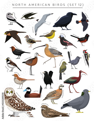 North American Birds Set Cartoon Vector Character 12