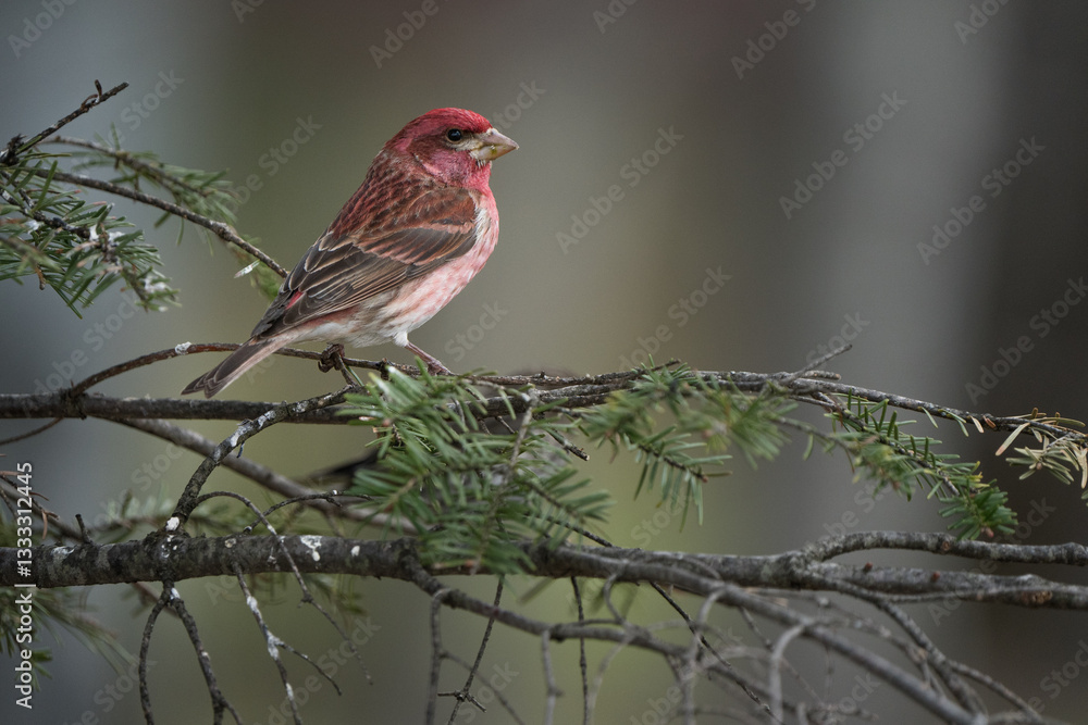 A purple finch perched in a pine tree. A purple finch perched in a pine tree.