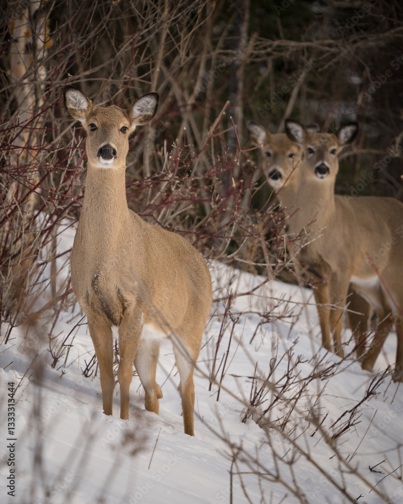 Fototapeta premium Three white-tailed deer standing on a snowy hillside.