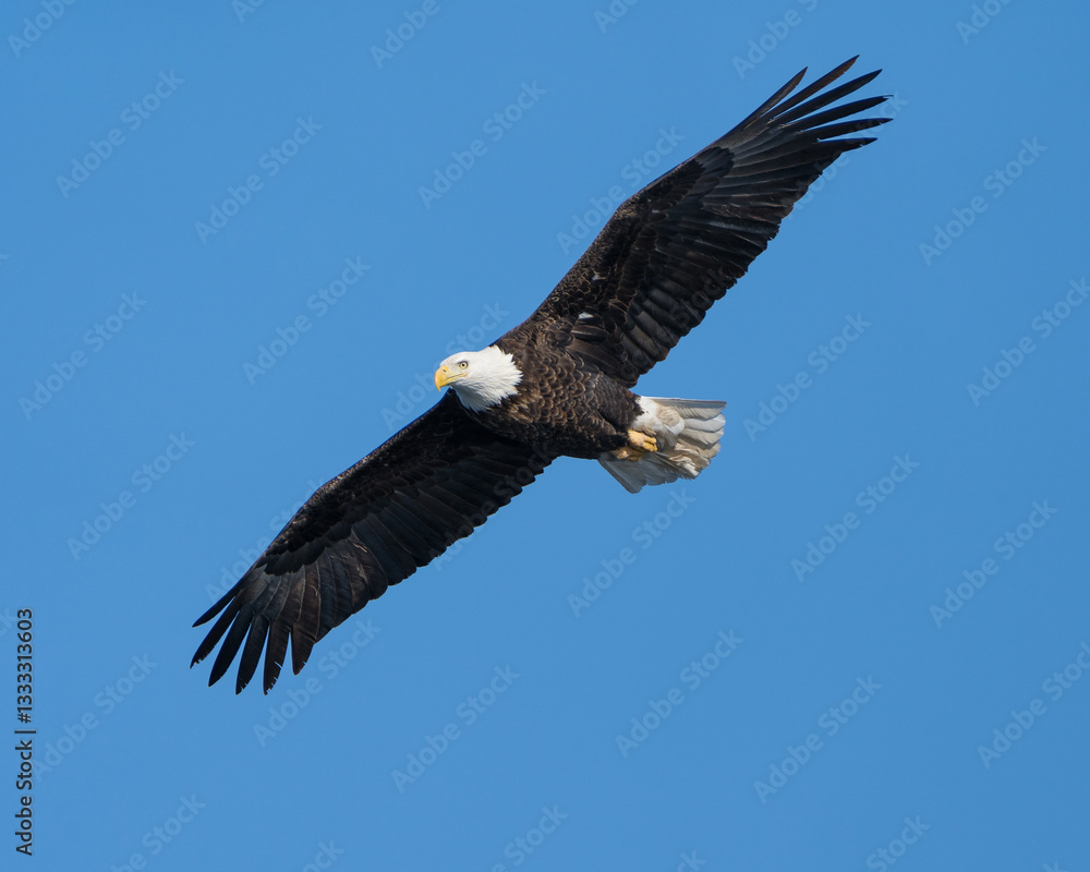 A bald eagle soaring with its wings spread wide. A bald eagle soaring with its wings spread wide.