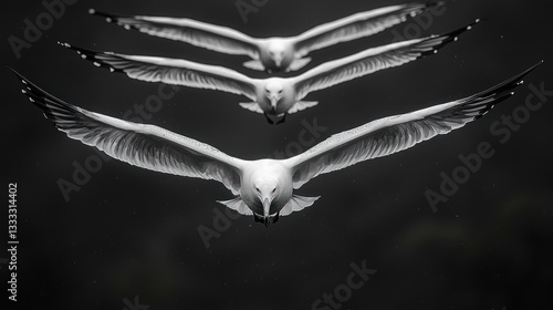 Monochrome Majesty, Three Seagulls in Perfect Aerial Formation Flight