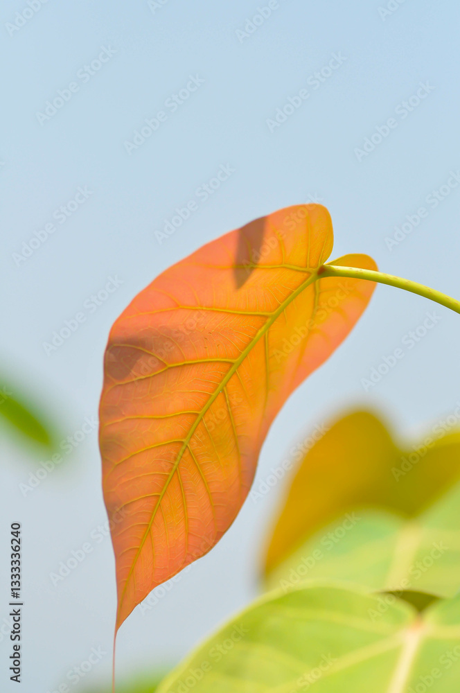 Obraz premium Ficus religiosa , Ficus religiosa Linn or Moraceaeand and sky