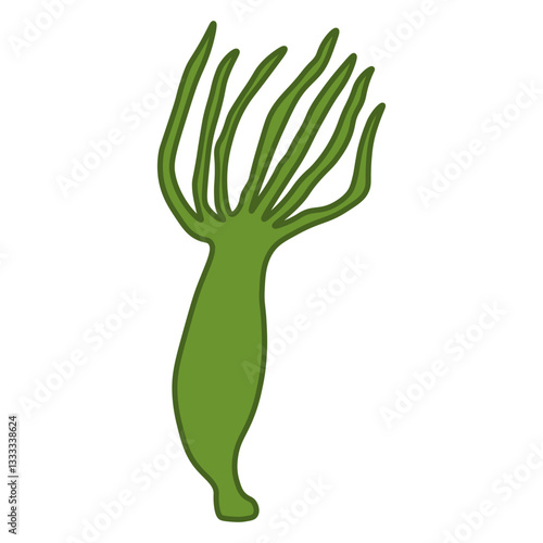 Hydra vulgaris