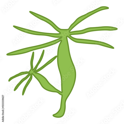Hydra vulgaris