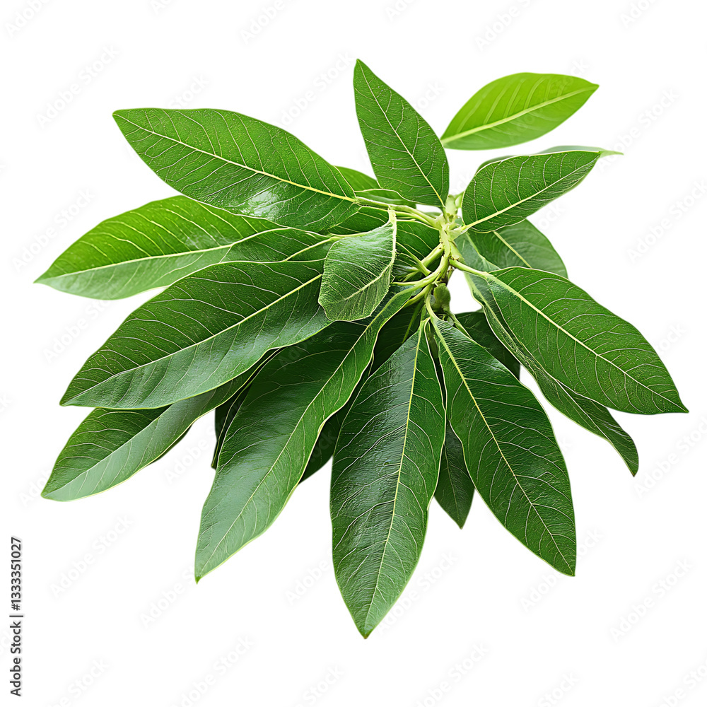 green leaves isolated on white green leaves isolated on white