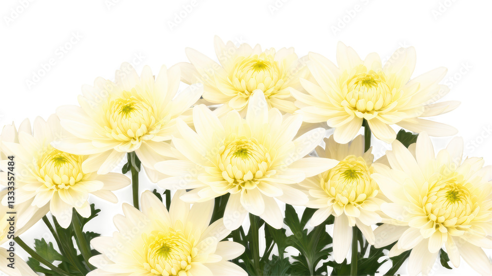 Chrysanthemum Chrysanthemum