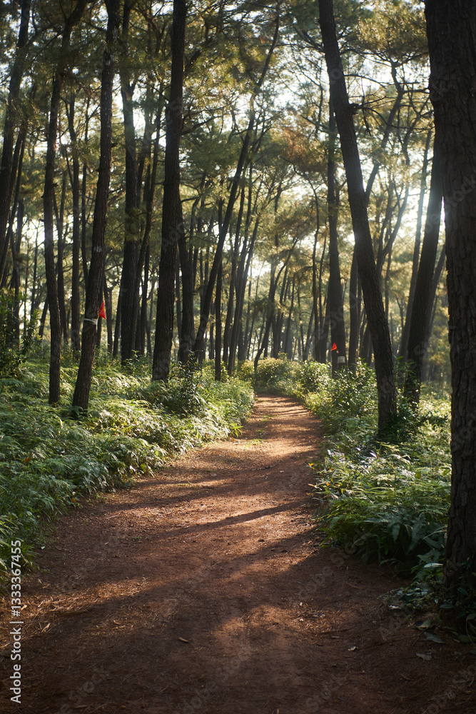 Obraz premium path in the forest