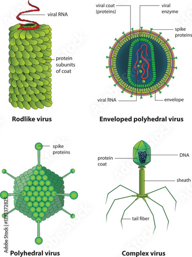 type of viruses types illustration diagram