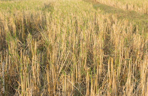 Rice field or farm land after harvest,selective focus.