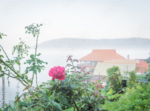 Pink rose in morning and nature background,selective focus.