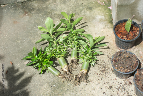 Young adenium or desert rose before breeding,selective focus.
