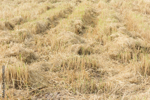 Rice field or farm land after harvest,selective focus.