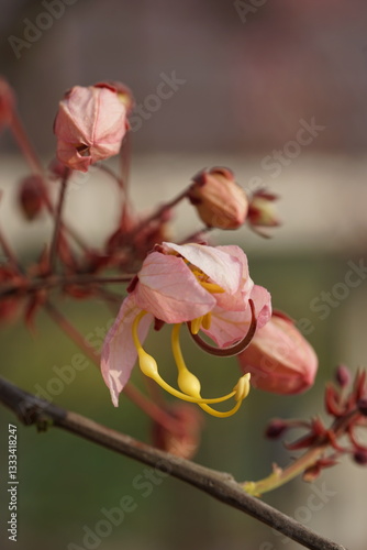 Pink shower blossom, Java cassia, apple blossom 