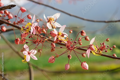 Pink shower blossom in the valley of north Thailand 