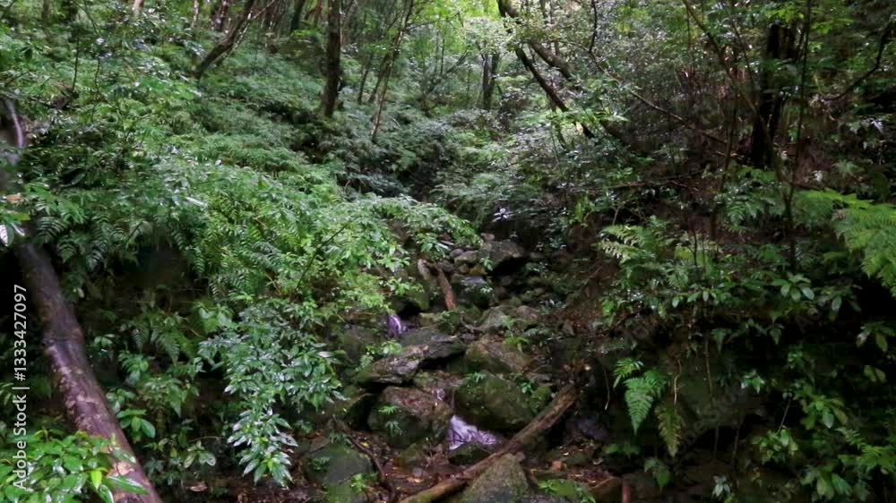 奄美大島、春の雨の森、 奄美大島、春の雨の森、