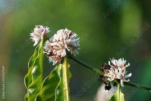 Organic Coffee blossom close up. 