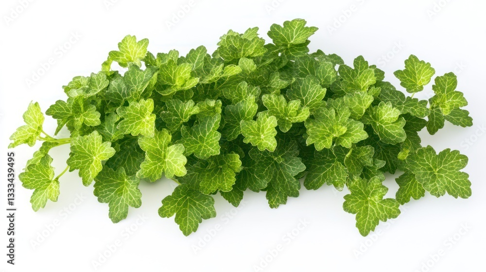 Fototapeta premium Fresh herb sprigs, white background, cooking