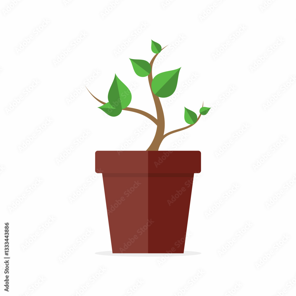 Green plants in pots grow Green plants in pots grow