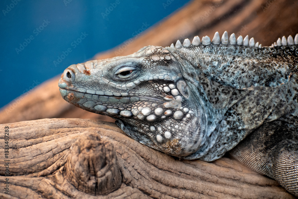 This image captures the detailed features of a resting iguana with intricate scales and textures, showcasing the elegance of reptilian wildlife in a natural setting. This image captures the detailed features of a resting iguana with intricate scales and textures, showcasing the elegance of reptilian wildlife in a natural setting.