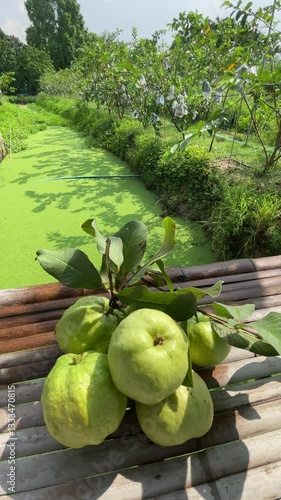 Guava garden. Industrial topical fruits. Insect protection by wrapping paper, plastic bag.