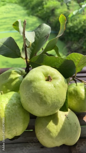 Guava garden. Industrial topical fruits. Insect protection by wrapping paper, plastic bag.