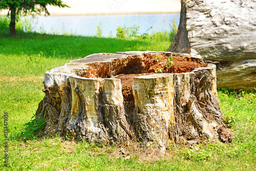 Base di tronco di albero vuoto.
