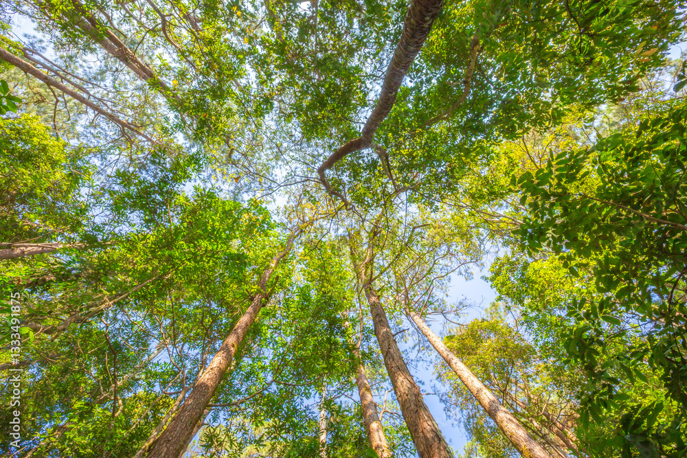 Fototapeta premium Tree in the forest when looking up. tall tree in the forest for background.