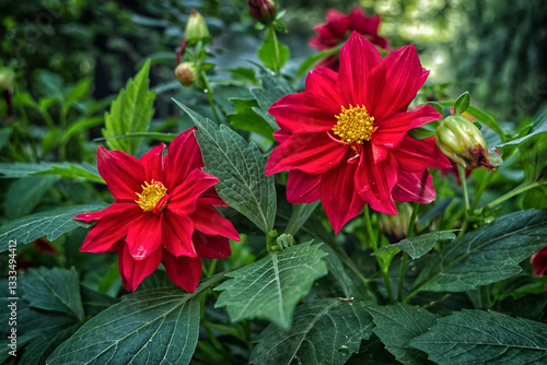 red flowers in the garden