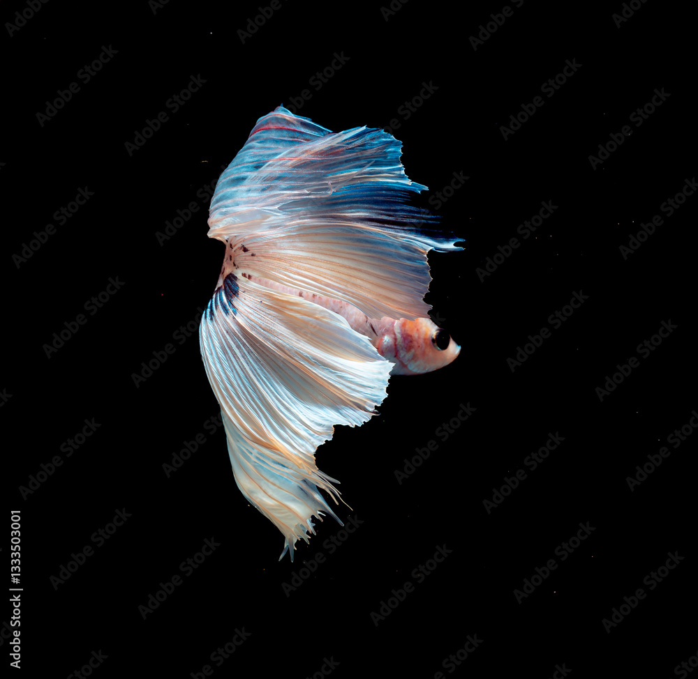 Fototapeta premium A Betta fish with a white body and vibrant blue, flowing fins stands out against a black backdrop, showcasing its elegance and striking contrast