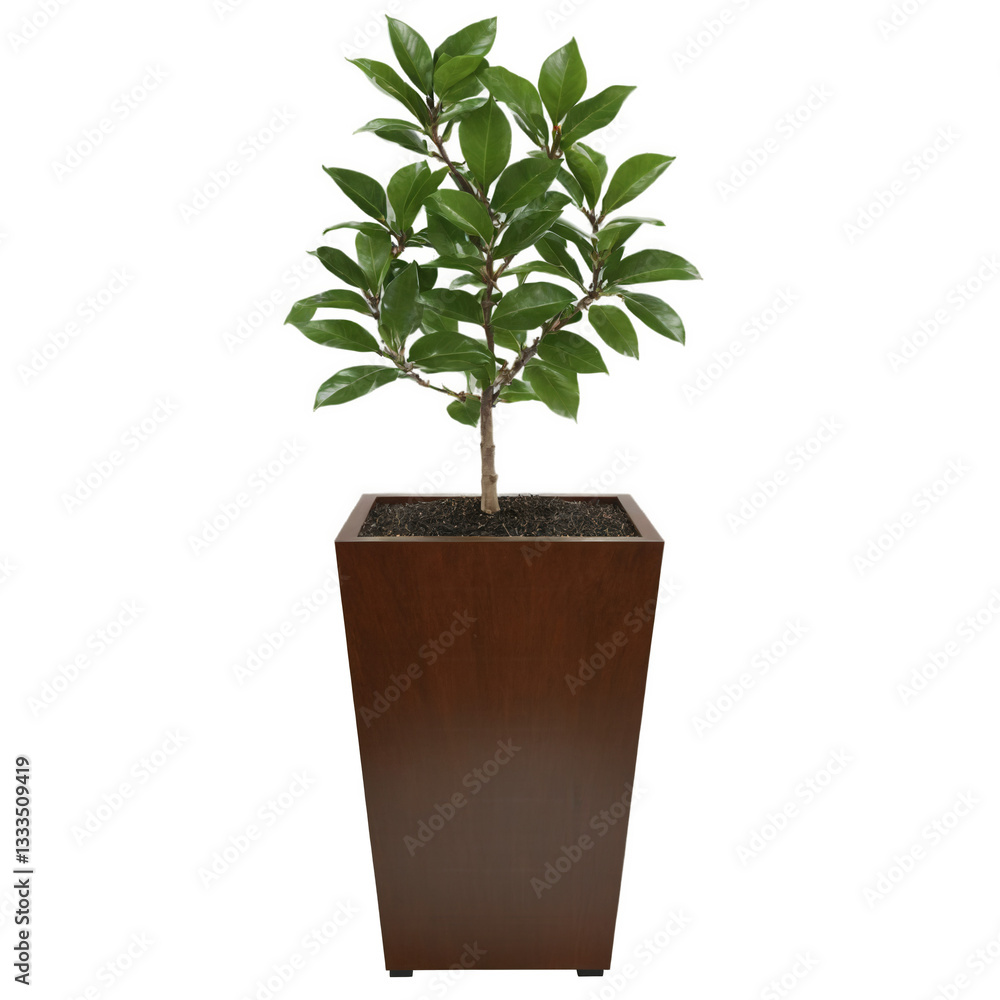 Obraz premium Tea Plant in Large Wooden Planter (Camellia sinensis) A tea plant with glossy, dark green leaves, housed in a large