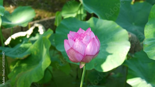 Wallpaper Mural 日本、大阪、萬博公園、蓮、蓮池、花、水塘、綠色、秋景 Torontodigital.ca