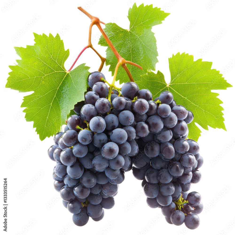 Obraz premium Luscious Grape Clusters: A close-up shot showcases plump, juicy black grapes, intertwined with vibrant green leaves, creating an inviting image of freshness and abundance. 