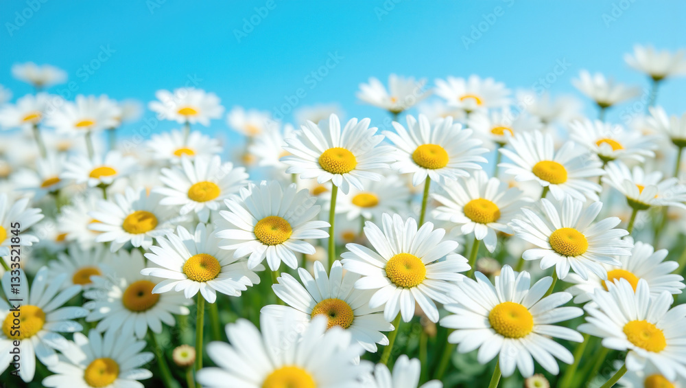 Vibrant Spring: A lush field of blooming white daisies stretches out beneath a clear blue sky, creating a picturesque scene that captures the essence of spring's beauty and renewal. Vibrant Spring: A lush field of blooming white daisies stretches out beneath a clear blue sky, creating a picturesque scene that captures the essence of spring's beauty and renewal.